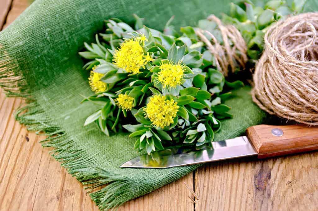 What-Are-The-Benefits-Of-Rhodiola-Rosea