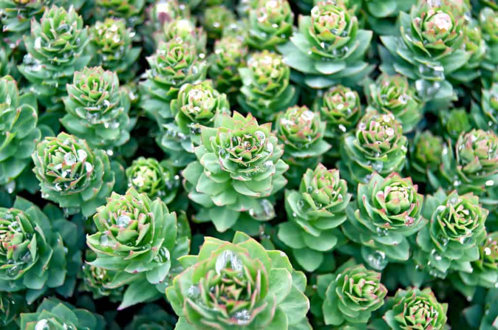 Rhodiola-rosea-Potential-Side-Effects-&-Contraindications