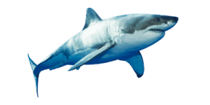 shark